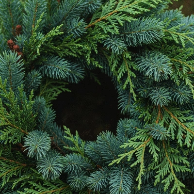Close-up of a Christmas wreath featuring hardy evergreens like pine and cedar, with subtle misting visible